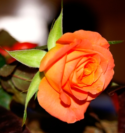 Einfach schön: eine Rose